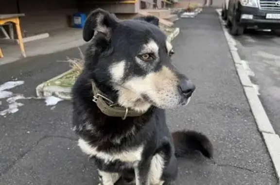 Найденные животные Владикавказ, фото: Найден собака, улица Коблова, 1, Владикавказ - повреждена лапа