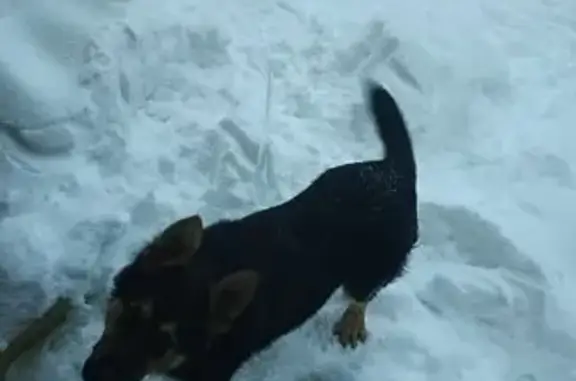 Пропал собака, Южный проспект, 16, Удельная - немецкая овчарка - photo