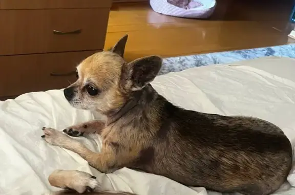 Пропал собака, Херсонская улица, Москва - чихуахуа в жёлто-голубой курточке - photo