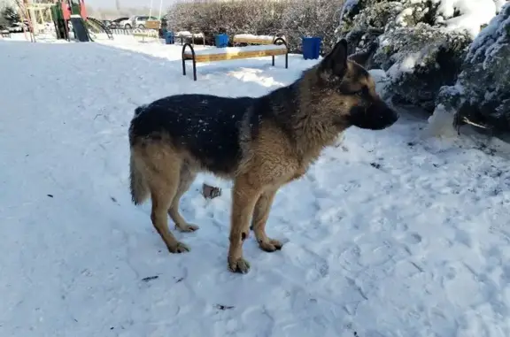 Найдена собака, Волгоград, фото: Найден собака, улица им. Базарова, 8, Волгоград - бегает второй день