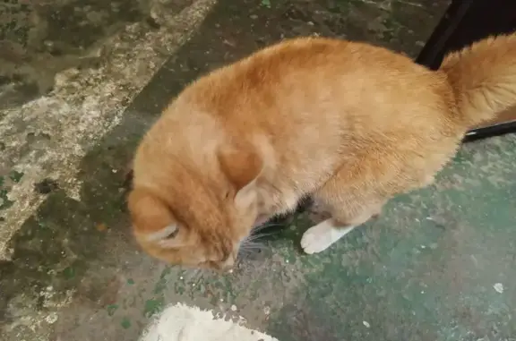 Найдена кошка, Чита, фото: Найдена кошка, Украинский бульвар, 12, Чита - рыжая