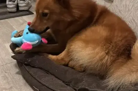 Пропал собака, Подольск - ярко рыжий с белым пятнышком на грудке - photo