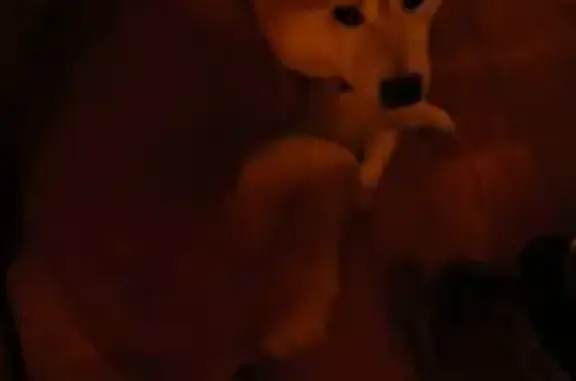 Пропал собака, Ленинский проспект, 119 к2, Санкт-Петербург - рыжий белый окрас, без ошейника - photo