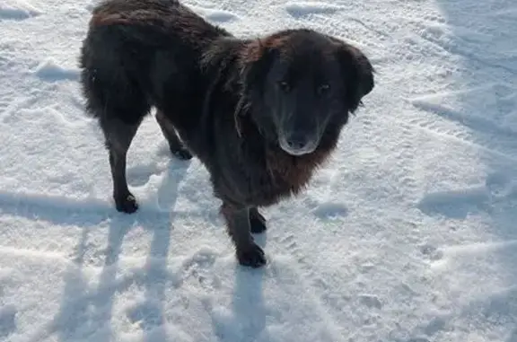 Найденные животные Переславль-Залесский, фото: Найдена собака, Магистральная улица, 28, Переславль-Залесский - черного цвета с белой грудкой