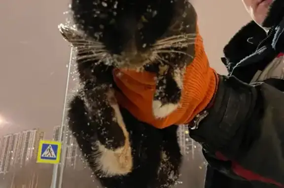 Найдена кошка, Санкт-Петербург, фото: Найдена кошка, Комендантский проспект, 7, Санкт-Петербург - чёрный котёнок в сиреневом ошейнике