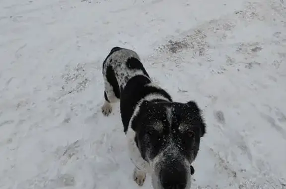 Найдена собака, Тула, фото: Найдена собака, район гаражного кооператива Городской переулок, Тула