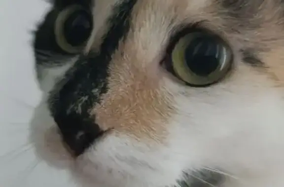 Кошки потеряшки, Курск, фото: Потеряшка кошка, улица Димитрова, городской округ Курск - трёхцветная, маленькая