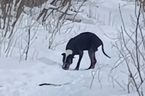 Найдена собака, Ростов-на-Дону, фото: Найден собака, Каскадная улица, 146, Ростов-на-Дону - старый питбуль или стаффордширский терьер