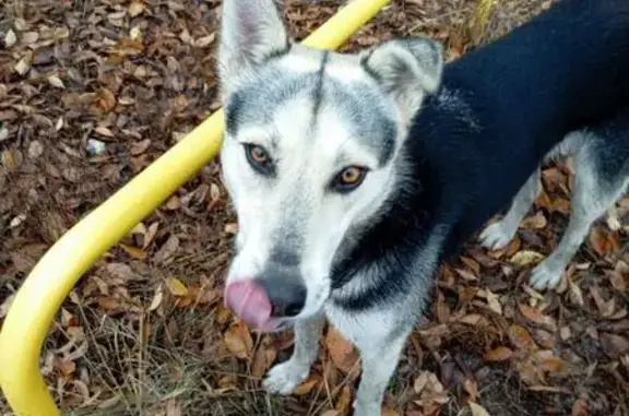 Пропала собака, улица Богдана Хмельницкого, Ульяновск - дворняжка, похожа на овчарку - photo