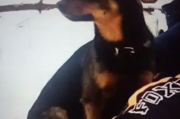 Пропал собака, Магистральное шоссе, 47/2, Комсомольск-на-Амуре - черно-рыжий окрас, 10 лет - photo