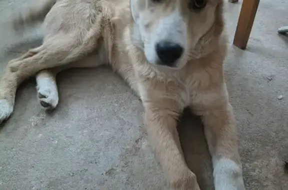 Найдена собака, Щеглово, фото: Найдена собака, 56А, Щеглово - щенок с молочными зубами