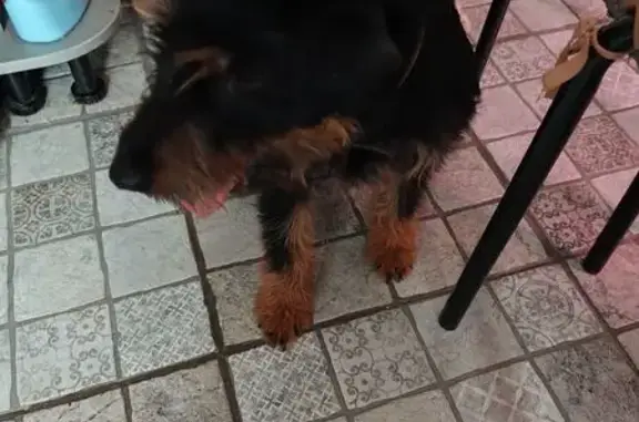 Найдена собака, Екатеринбург, фото: Найден собака, проспект Космонавтов, Екатеринбург - похож на терьера