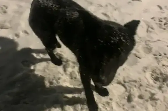 Найденные животные Красково, фото: Найдена собака, улица Лорха, 10, Красково - черного цвета, девочка