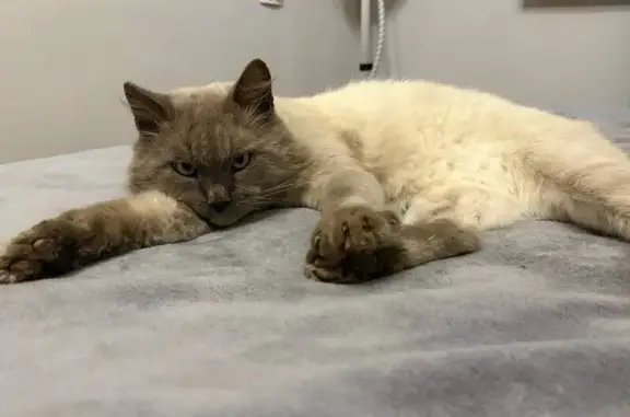 Потерянные животные Бузулук, фото: Пропал кот, Новгородская улица, городской округ Бузулук - очень пушистый, голубоглазый