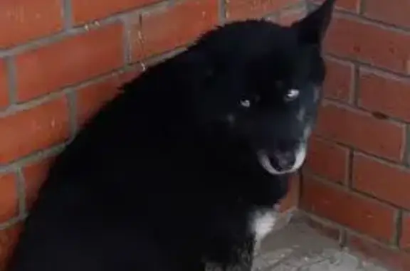 Найдена собака, Воронеж, фото: Найдена собака, Новосибирская улица, 61Д, Воронеж - похожа на лайку, черного окраса