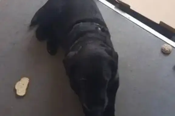 Найдена собака, Химки, фото: Найден собака, Лобненское шоссе, Химки - в чёрной шлейке