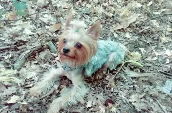 Пропал собака, улица Нижняя Дуброва, 32, Владимир - photo