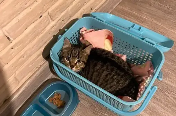 Найденные животные Берёзовский, фото: Найдена кошка, Театральная улица, 36, Берёзовский - тигрового окраса