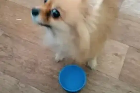 Найдена собака, Воронеж, фото: Найдена собака, улица Героев-Сибиряков, Воронеж