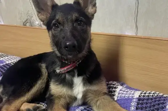 Найденные животные Нягань, фото: Найдена собака, Советская улица, городской округ Нягань - чёрно-рыжий окрас, красный ошейник