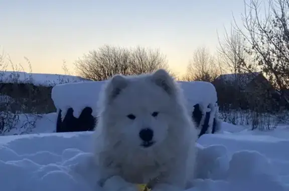 Пропала собака, Петропавловский, Челябинская область - белая, дружелюбная - photo