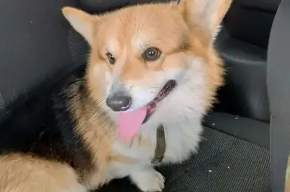 Найдена собака, Куровское, фото: Найдена собака, 46Н-07949, Куровское - корги, зелёный ошейник