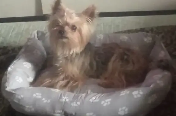 Собаки потеряшки, Владимир, фото: Потеряшка собака, улица Нижняя Дуброва, 32, Владимир - черно-коричневый старенький мини ёрк