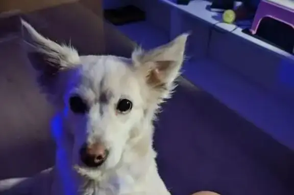 Пропала собака, Дальневосточная улица, 5, Хабаровск - белая, 13 лет, без ошейника - photo