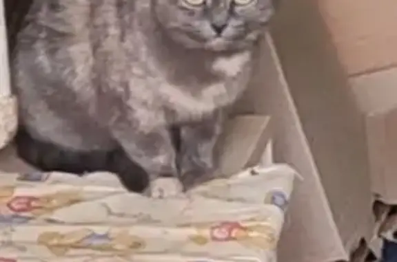 Найденные животные Ростов-на-Дону, фото: Найдена кошка, проспект Стачки, 237, Ростов-на-Дону - окрас серый с рыжим