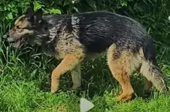 Пропала собака, Водяная улица, 21, Томск - немецкая овчарка, 10 лет - photo