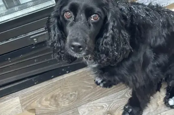 Найдена собака, Чебоксары, фото: Найдена собака, Чебоксары, Чувашия - порода спаниель