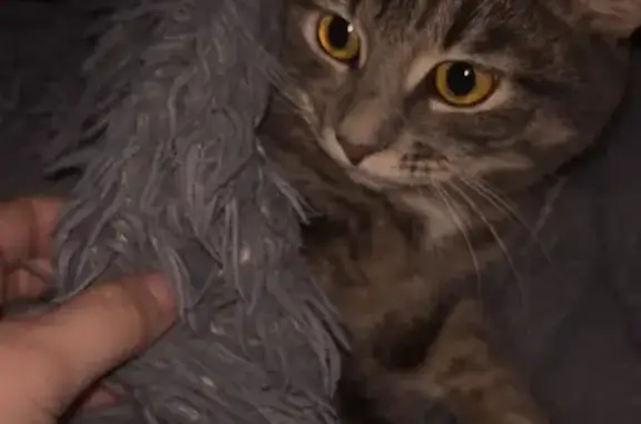 Пропала кошка, Оснабрюкская улица, 27 к2, городской округ Тверь - photo