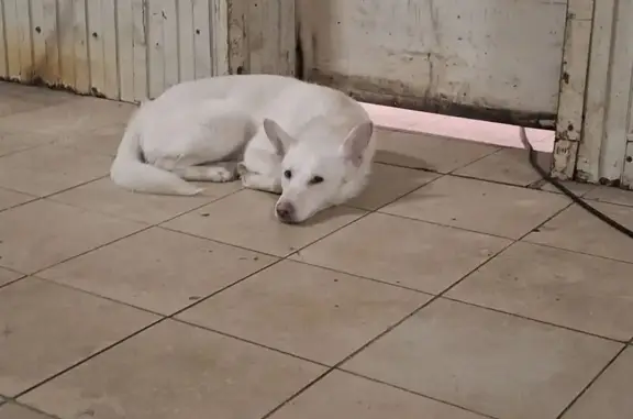 Найдена собака, Сургут, фото: Найден собака, мужской, улица Республики, 72, Сургут