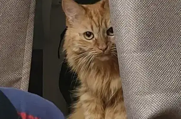 Пропала кошка, улица Кулахметова, Казань - рыжая, пушистая - photo