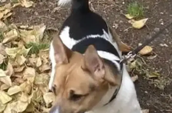 Пропала собака, проспект Гагарина, Оренбург - мальчик по кличке Тим - photo