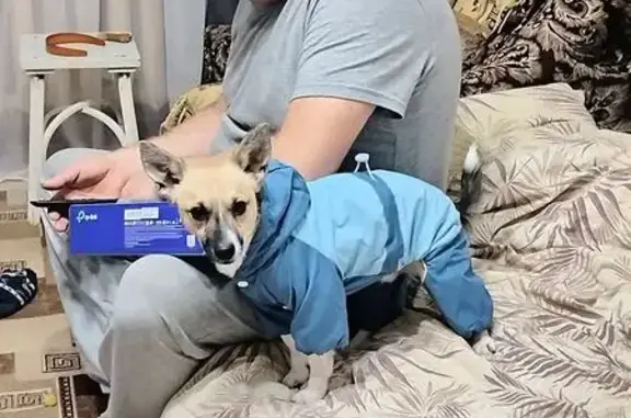 Объявления о пропавших и найденных животных, Вологда, фото: Пропал собака, улица Ильюшина, Вологда - дружелюбный и игривый