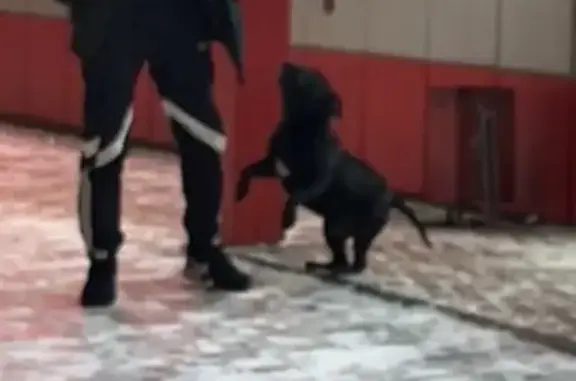 Найденные животные Абакан, фото: Найдена собака, улица Кравченко, 11К, Абакан - похожа на бульмастифа