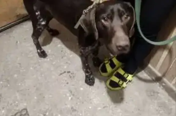 Найдена собака, Воронеж, фото: Найден собака, улица Туполева, Воронеж - пойнтер в ошейнике