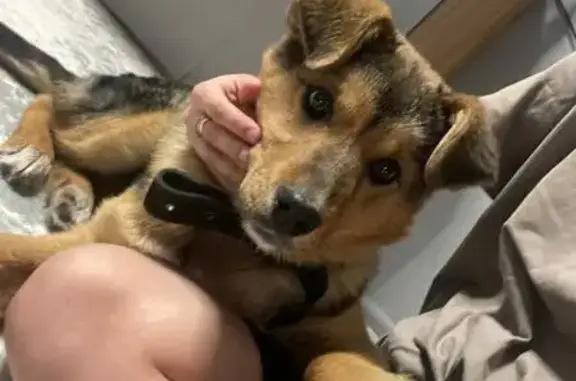 Найдена собака, Хабаровск, фото: Найдена собака, девочка, улица Флегонтова, 4А/1, Хабаровск - щенок косолапый