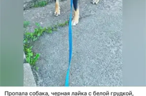 Пропала собака, посёлок имени Свердлова, Ленинградская область - photo