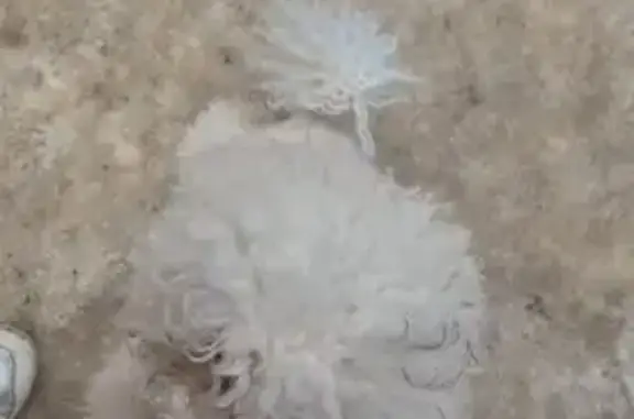 Найдена собака, Воронеж, фото: Найден собака, улица Мордасовой, Воронеж - кобель бишон фризе