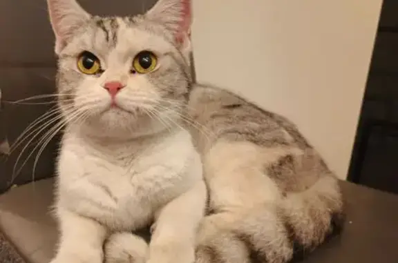 Найдена кошка, Краснодар, фото: Найдена кошка, улица имени Сергея Есенина, Краснодар - фенотип британца