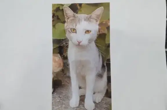 Пропал кот, Боевой переулок, Ростов-на-Дону - белый с серыми пятнами - photo