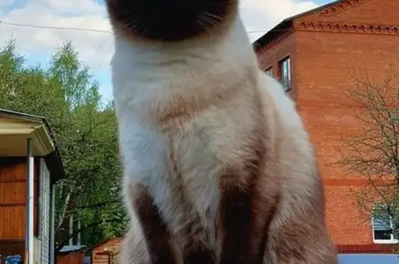 Пропала кошка, 46Н-08935, Булатово - тайская с голубыми глазами - photo