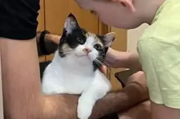 Пропала кошка, улица Бурцева, 22, Санкт-Петербург - трёхцветная, 2 годика - photo