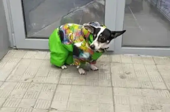 Найдена собака, Челябинск, фото: Найдена собака, Комсомольский проспект, Челябинск - маленькая и напуганная