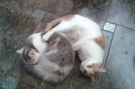 Пропал кот, Кленовая улица, Светлоград - правое ушко надорвано - photo