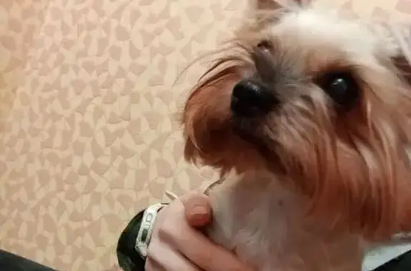 Найдена собака, Петрозаводск, фото: Найдена собака, улица Ровио, 20, Петрозаводск - девочка, чипирована