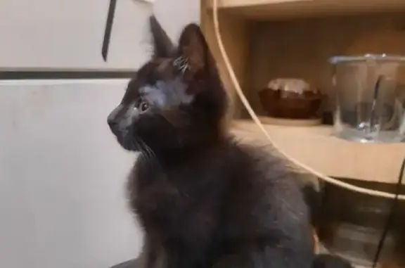 Найдена кошка, Пенза, фото: Найден котёнок, Пензенская улица, 7, городской округ Пенза - мальчик 3 месяца