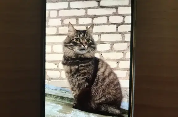 Пропал кот, Железнодорожная улица, Коммунар - сибирский, пушистый с шикарным хвостом - photo